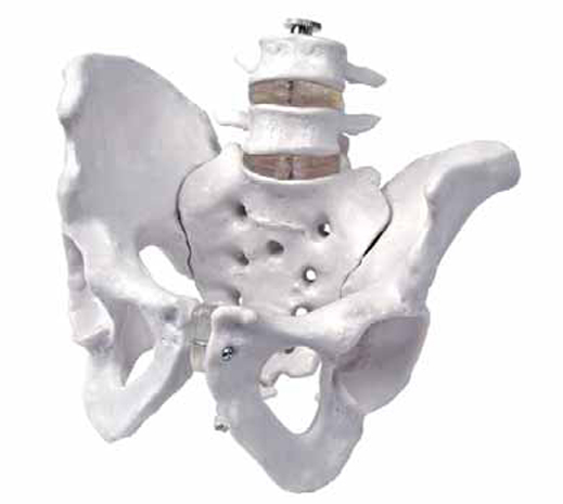 Model of Pelvis with 4th and 5th Lumbar Vertebrae